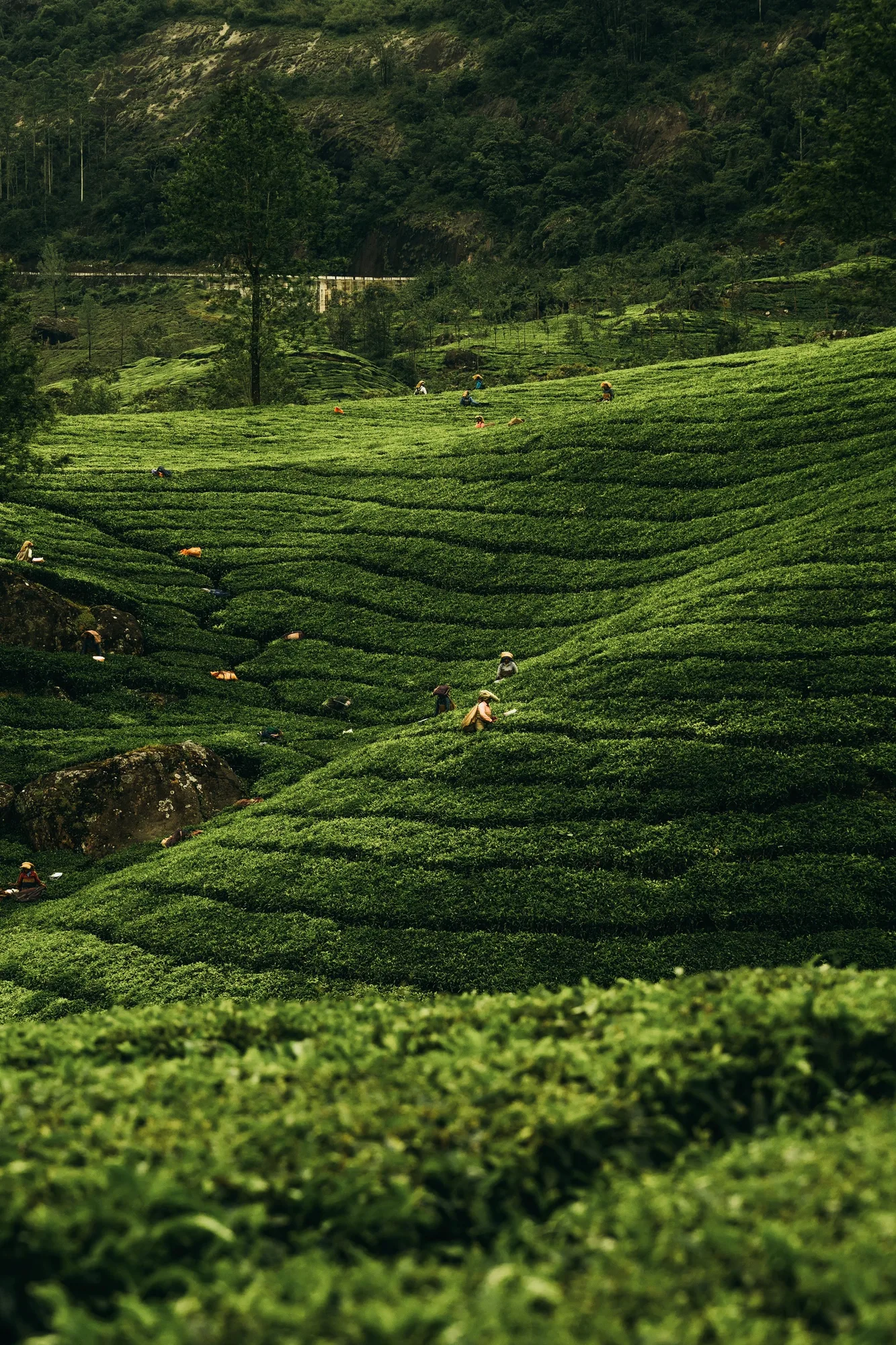 Kerala Highlands